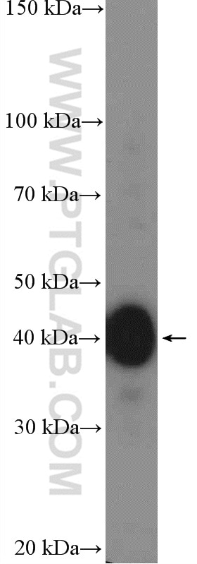 Western Blot (WB) analysis of mouse brain tissue using SH3GL3 Polyclonal antibody (13849-1-AP)