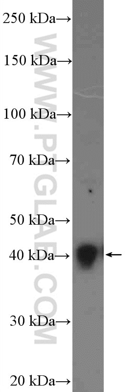 Western Blot (WB) analysis of mouse testis tissue using SH3GL3 Polyclonal antibody (13849-1-AP)