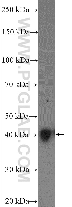 WB analysis of mouse testis using 13849-1-AP