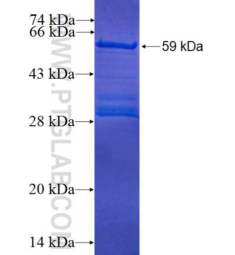 SH3GL3 fusion protein Ag4819 SDS-PAGE