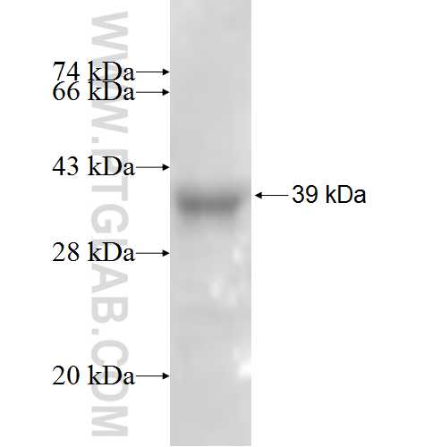 SH3GL3 fusion protein Ag4937 SDS-PAGE