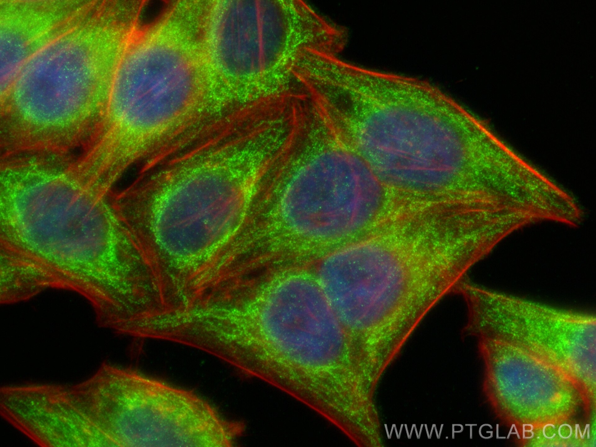 Immunofluorescence (IF) / fluorescent staining of HepG2 cells using Bif-1 Polyclonal antibody (15422-1-AP)