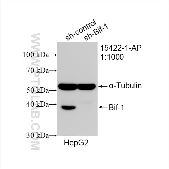 Western Blot (WB) analysis of HepG2 cells using Bif-1 Polyclonal antibody (15422-1-AP)