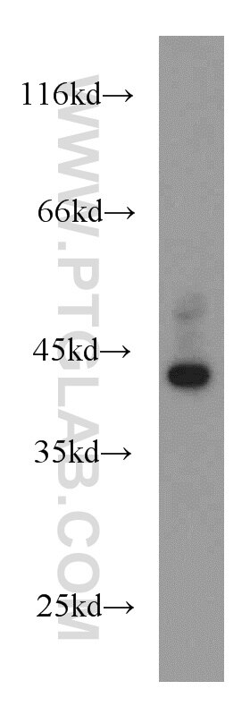 Western Blot (WB) analysis of human placenta tissue using Bif-1 Polyclonal antibody (15422-1-AP)