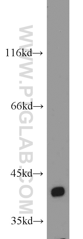 Western Blot (WB) analysis of mouse heart tissue using Bif-1 Polyclonal antibody (15422-1-AP)