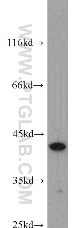 Western Blot (WB) analysis of HEK-293 cells using Bif-1 Polyclonal antibody (15422-1-AP)