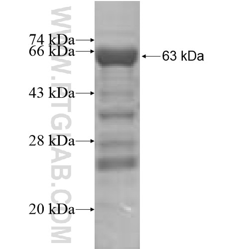 SH3GLB1 fusion protein Ag7710 SDS-PAGE