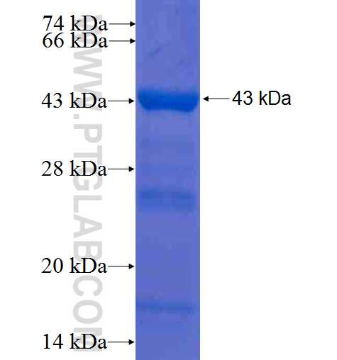 SH3GLB1 fusion protein Ag7949 SDS-PAGE