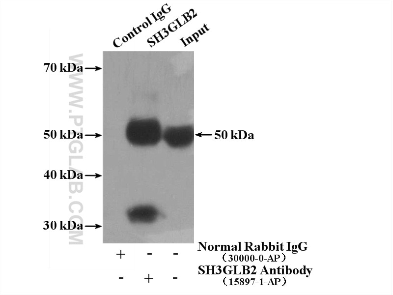Immunoprecipitation (IP) experiment of HeLa cells using SH3GLB2 Polyclonal antibody (15897-1-AP)