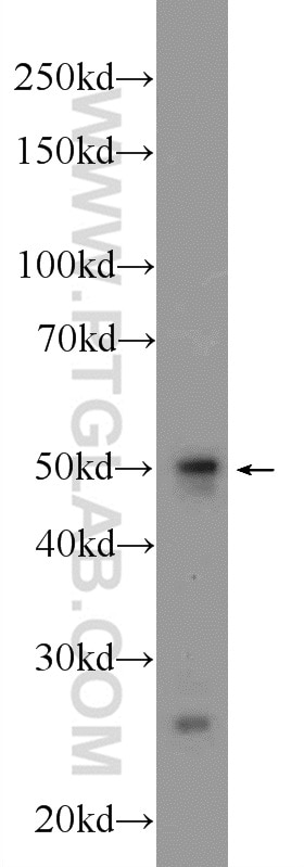 Western Blot (WB) analysis of mouse testis tissue using SH3GLB2 Polyclonal antibody (15897-1-AP)