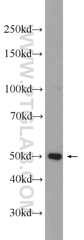 Western Blot (WB) analysis of rat lung tissue using SH3GLB2 Polyclonal antibody (15897-1-AP)