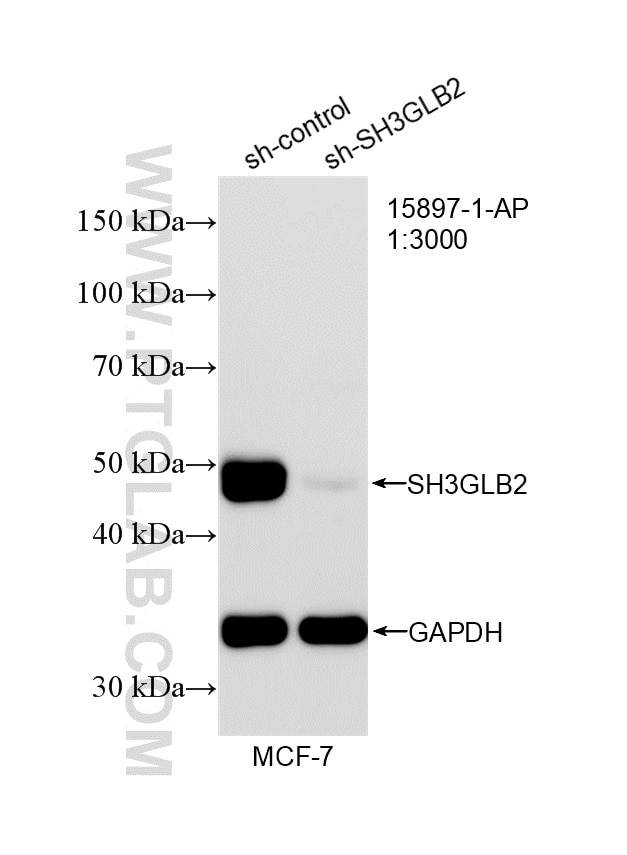 Western Blot (WB) analysis of MCF-7 cells using SH3GLB2 Polyclonal antibody (15897-1-AP)
