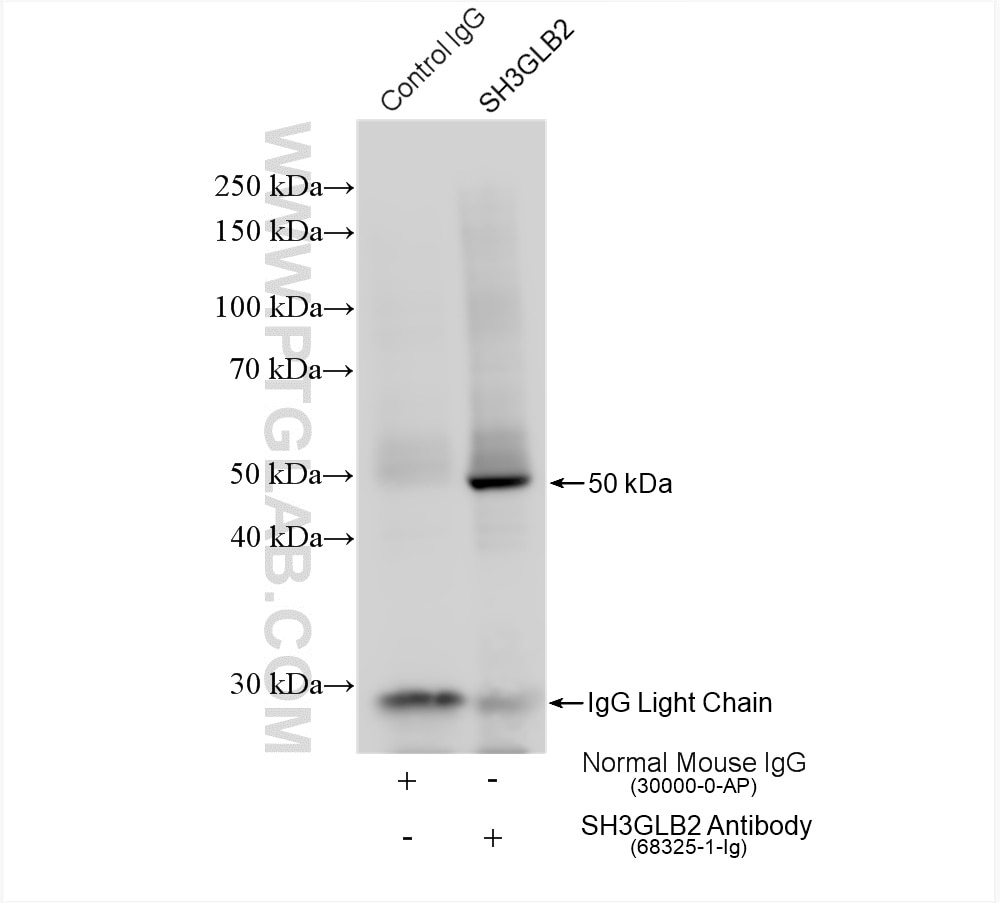 Immunoprecipitation (IP) experiment of HeLa cells using SH3GLB2 Monoclonal antibody (68325-1-Ig)