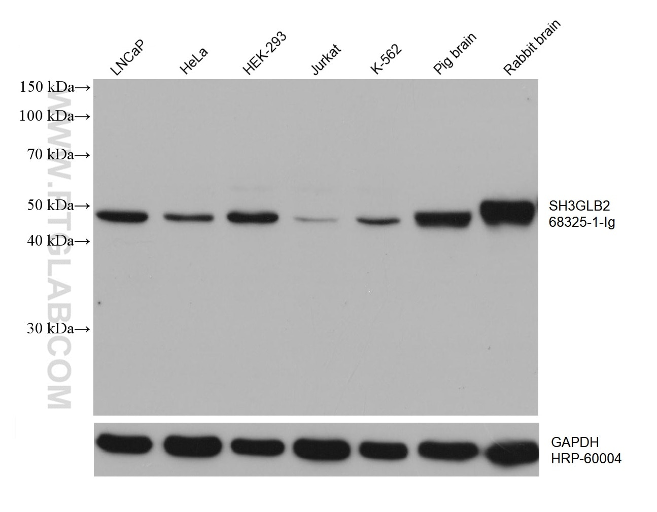 Western Blot (WB) analysis of various lysates using SH3GLB2 Monoclonal antibody (68325-1-Ig)