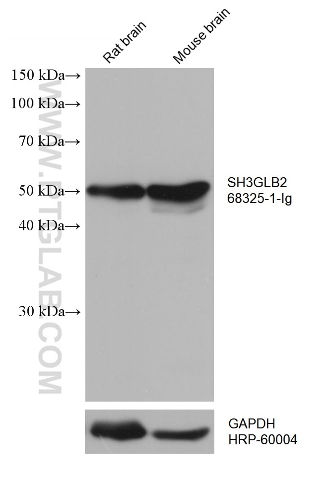 Western Blot (WB) analysis of various lysates using SH3GLB2 Monoclonal antibody (68325-1-Ig)