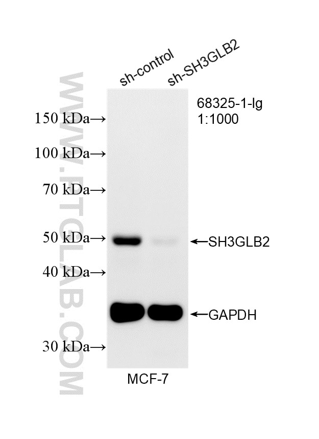 Western Blot (WB) analysis of MCF-7 cells using SH3GLB2 Monoclonal antibody (68325-1-Ig)