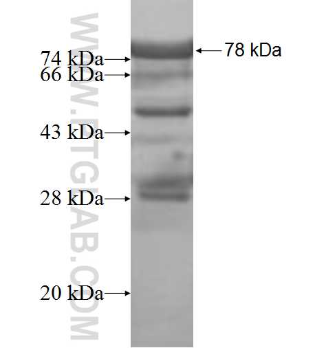 SH3GLB2 fusion protein Ag8712 SDS-PAGE
