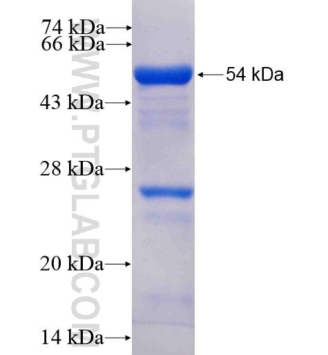 SH3GLB2 fusion protein Ag8932 SDS-PAGE