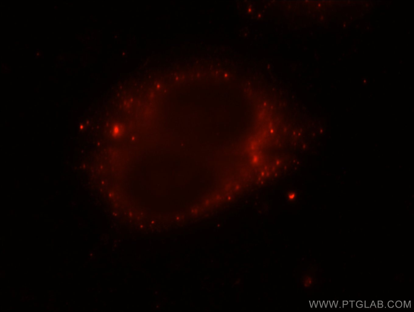 Immunofluorescence (IF) / fluorescent staining of HepG2 cells using SH3PXD2A Polyclonal antibody (18976-1-AP)