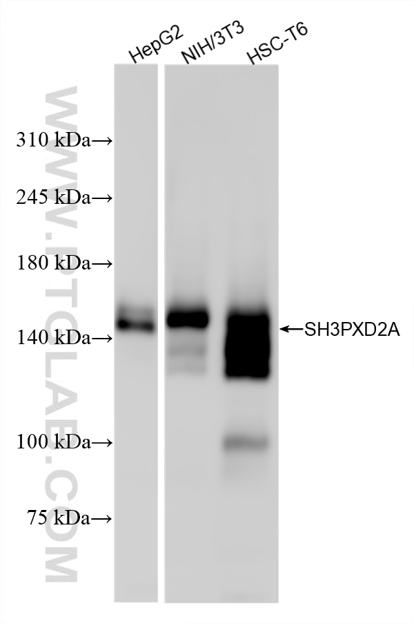 WB analysis using 86832-2-RR (same clone as 86832-2-PBS) Western Blot (WB) analysis of various lysates using SH3PXD2A Recombinant monoclonal antibody (86832-2-RR)