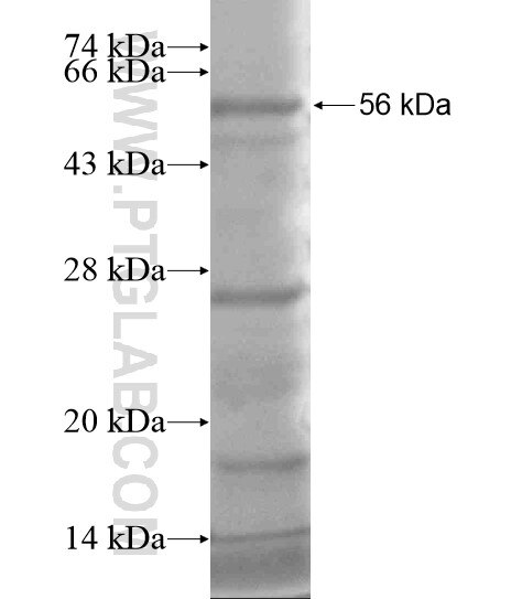 SH3PXD2B fusion protein Ag19376 SDS-PAGE