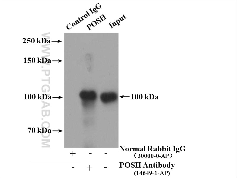 Immunoprecipitation (IP) experiment of mouse brain tissue using POSH Polyclonal antibody (14649-1-AP)