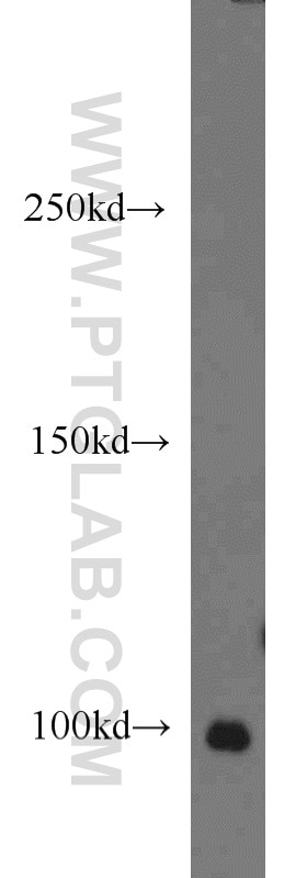 Western Blot (WB) analysis of HEK-293 cells using POSH Polyclonal antibody (14649-1-AP)