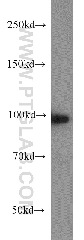 Western Blot (WB) analysis of DU 145 cells using POSH Polyclonal antibody (14649-1-AP)