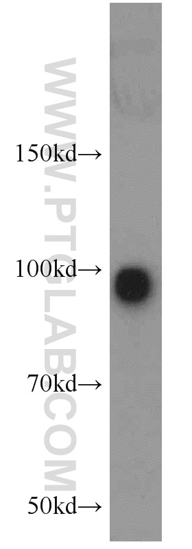 Western Blot (WB) analysis of mouse brain tissue using POSH Polyclonal antibody (14649-1-AP)