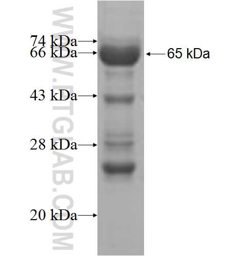 SH3RF1 fusion protein Ag6243 SDS-PAGE