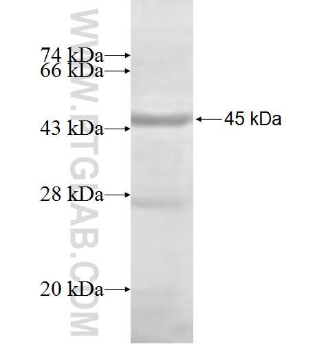 SH3RF1 fusion protein Ag6418 SDS-PAGE