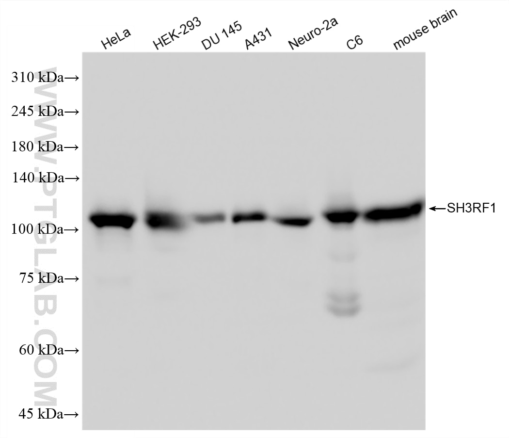 WB analysis using 88135-1-RR Western Blot (WB) analysis of various lysates using SH3RF1/POSH Recombinant monoclonal antibody (88135-1-RR)