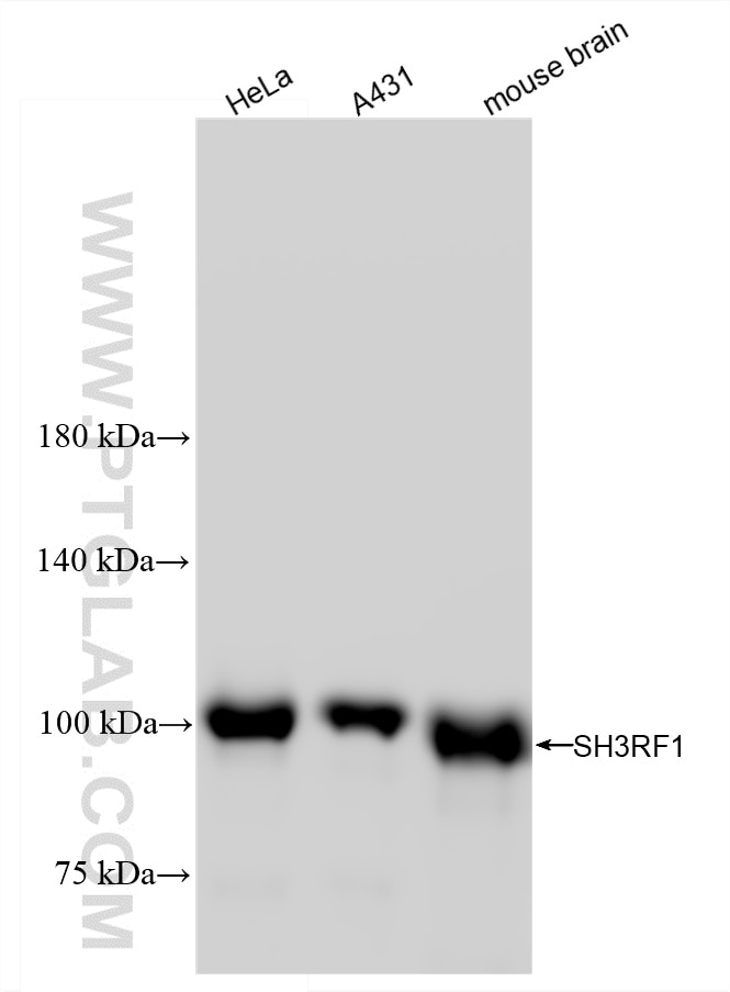 WB analysis using 88135-1-RR Western Blot (WB) analysis of various lysates using SH3RF1/POSH Recombinant monoclonal antibody (88135-1-RR)