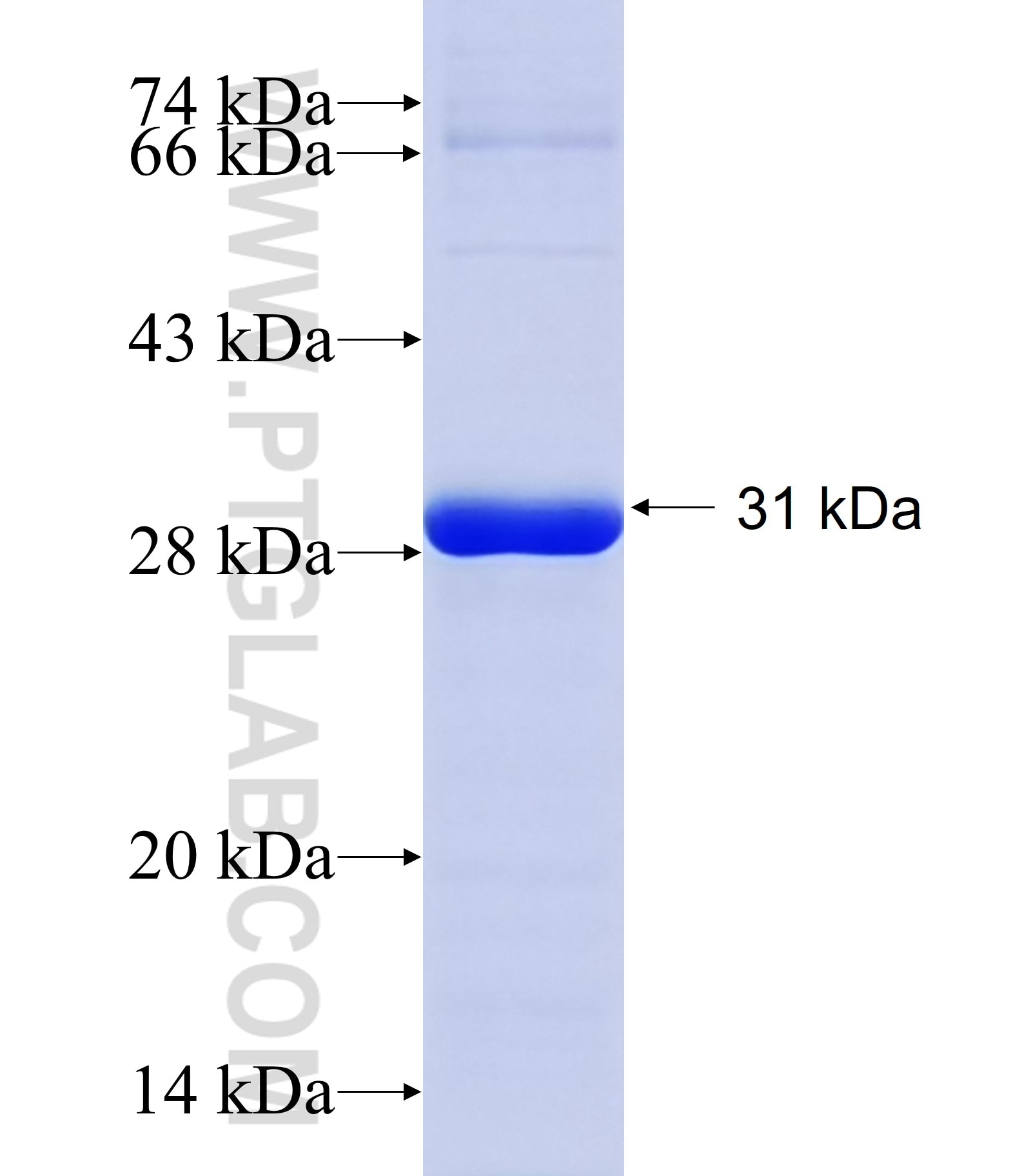 SH3RF2 fusion protein Ag29678 SDS-PAGE