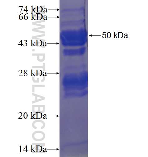 SH3RF2 fusion protein Ag4127 SDS-PAGE