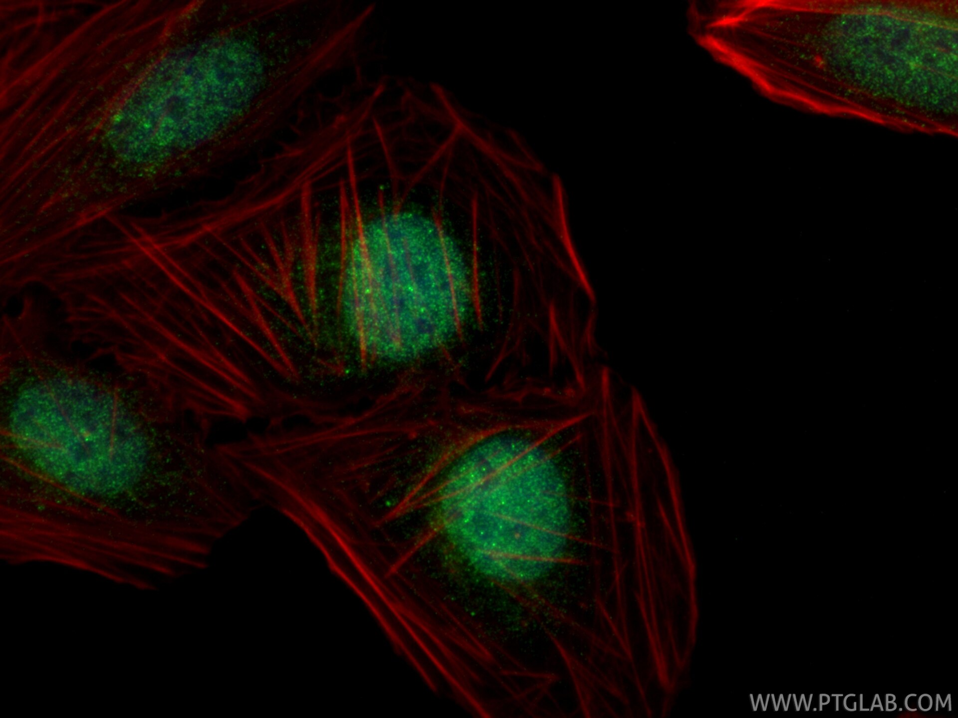 Immunofluorescence (IF) / fluorescent staining of U2OS cells using SH3RF3 Polyclonal antibody (55373-1-AP)