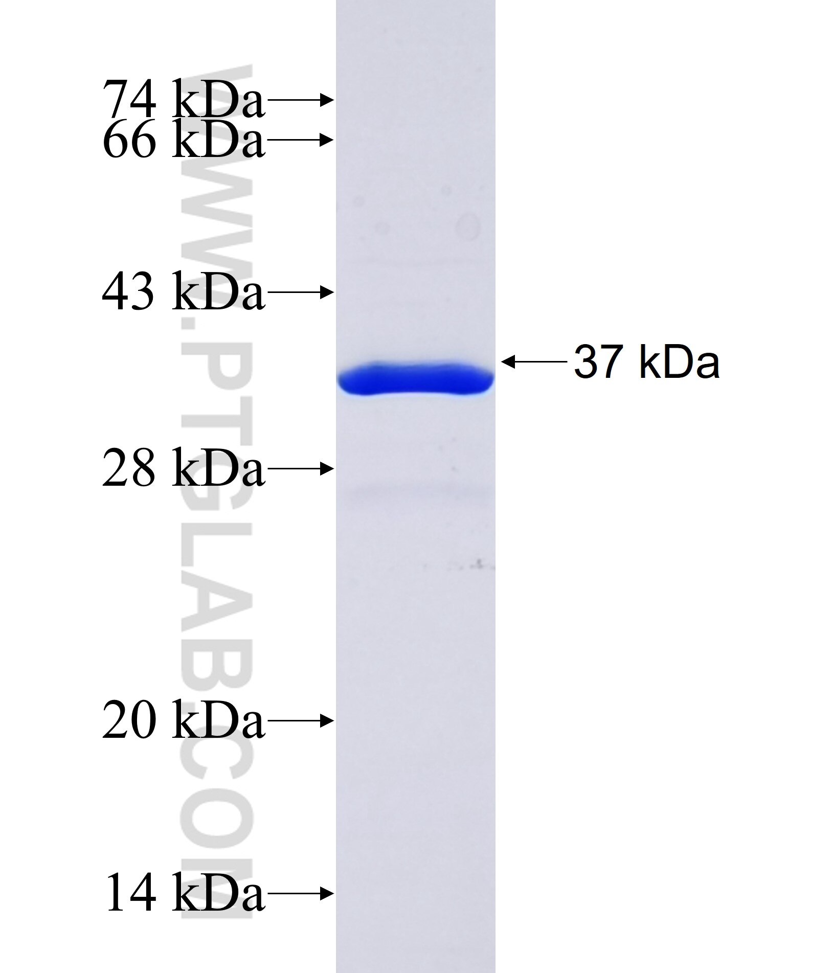 SH3TC1 fusion protein Ag38136 SDS-PAGE