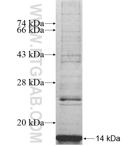 SH3YL1 fusion protein Ag10641 SDS-PAGE