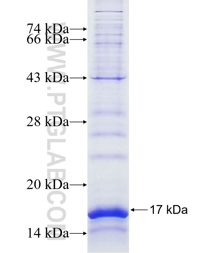 SH3YL1 fusion protein Ag10641 SDS-PAGE