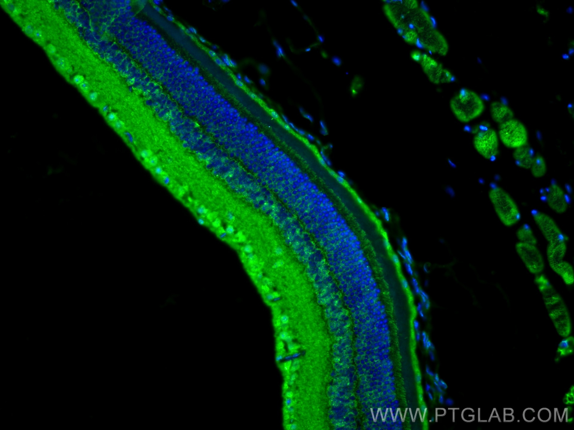 Immunofluorescence (IF) / fluorescent staining of mouse eye tissue using SHANK1 Polyclonal antibody (55059-1-AP)