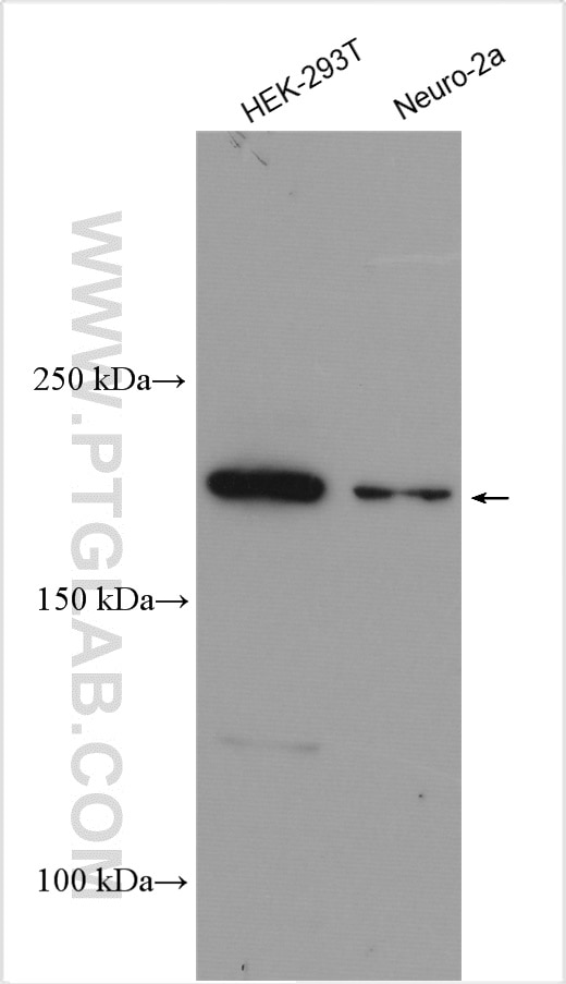 Western Blot (WB) analysis of various lysates using SHANK1 Polyclonal antibody (55059-1-AP)