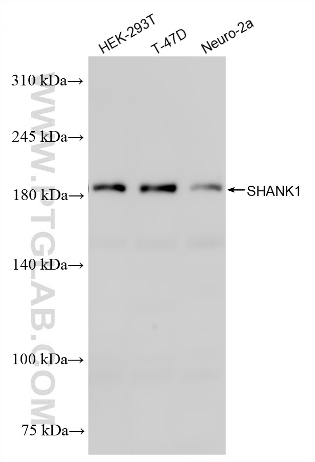 Western Blot (WB) analysis of various lysates using SHANK1 Recombinant monoclonal antibody (86842-1-RR)