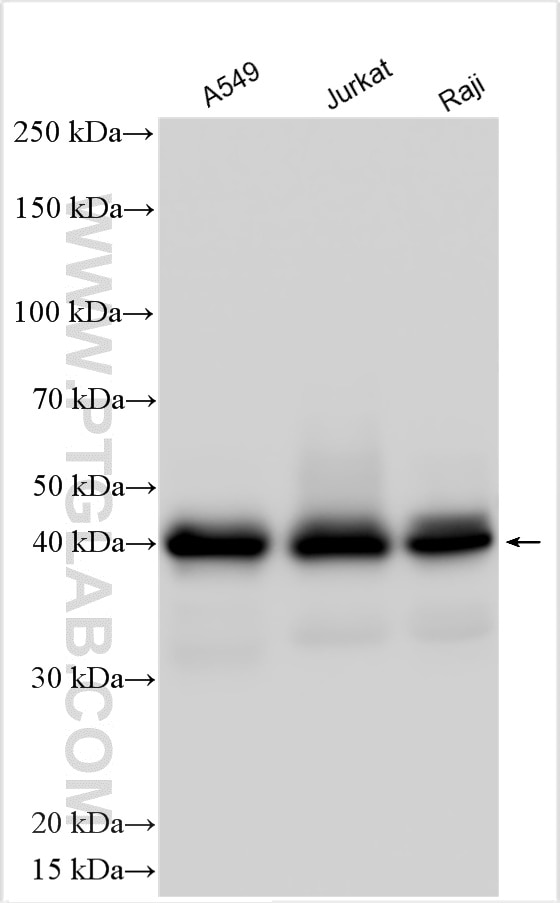 Western Blot (WB) analysis of various lysates using SHARPIN Polyclonal antibody (14626-1-AP)