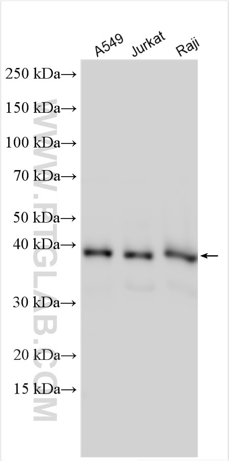 Western Blot (WB) analysis of various lysates using SHARPIN Polyclonal antibody (14626-1-AP)