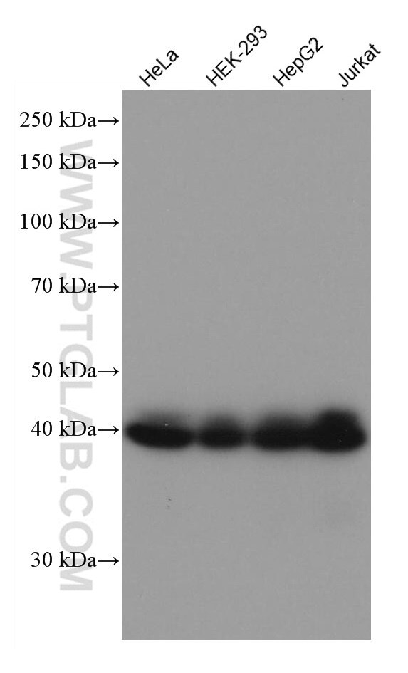 Western Blot (WB) analysis of various lysates using SHARPIN Monoclonal antibody (67177-1-Ig)