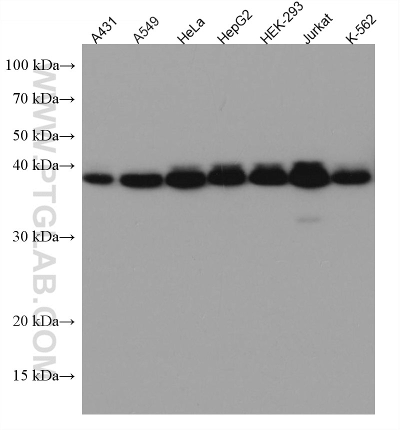 Western Blot (WB) analysis of various lysates using SHARPIN Monoclonal antibody (67177-1-Ig)