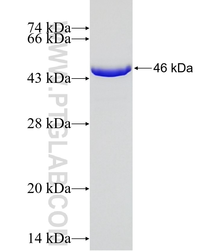 SHARPIN fusion protein Ag6367 SDS-PAGE