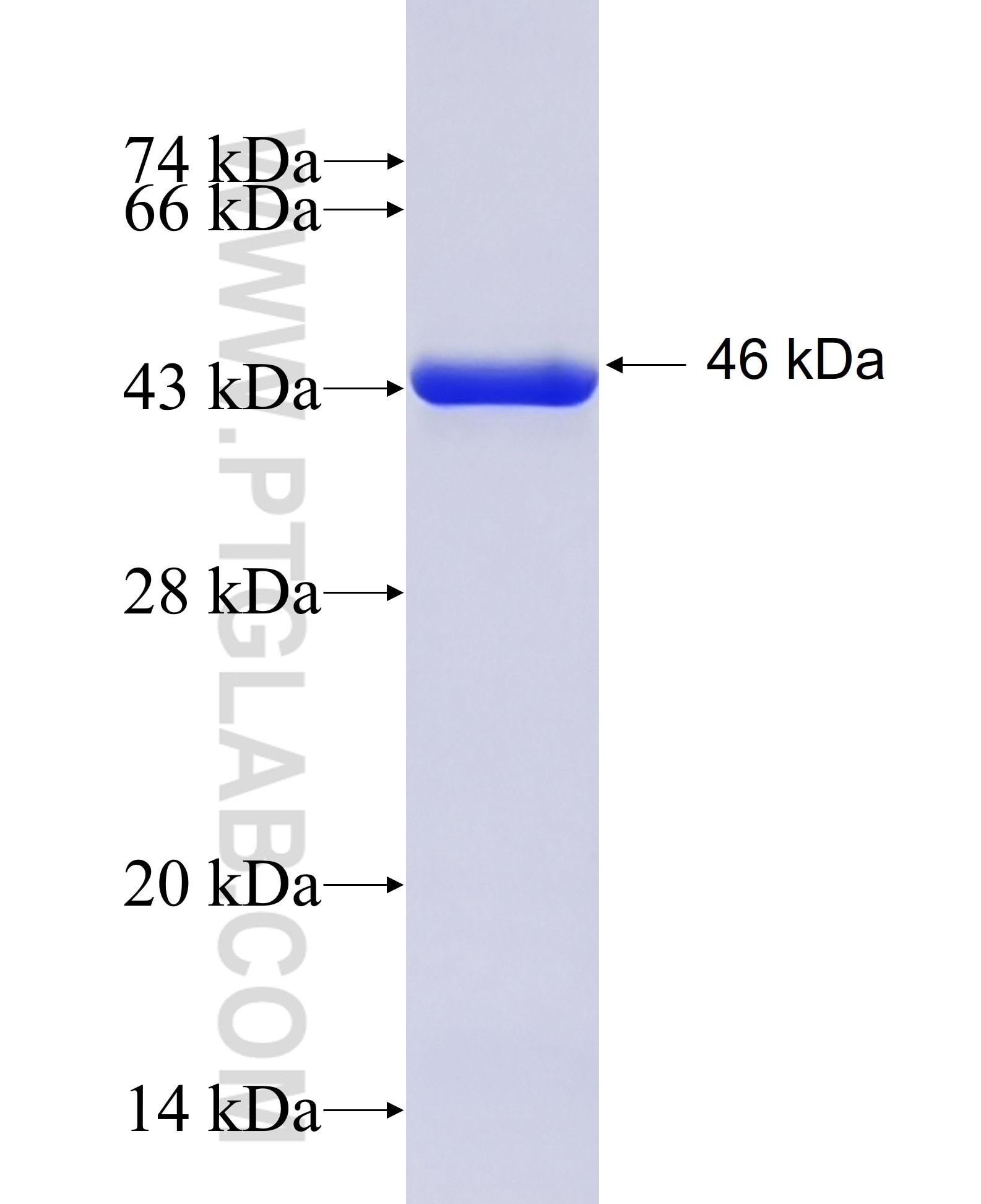 SHARPIN fusion protein Ag6367 SDS-PAGE