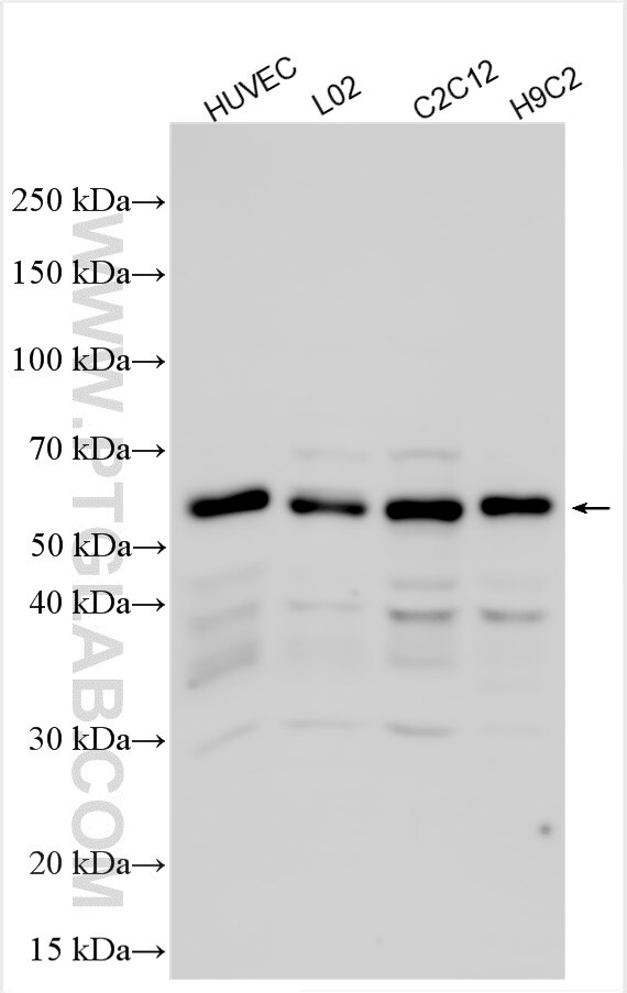 Western Blot (WB) analysis of various lysates using SHB Polyclonal antibody (31967-1-AP)