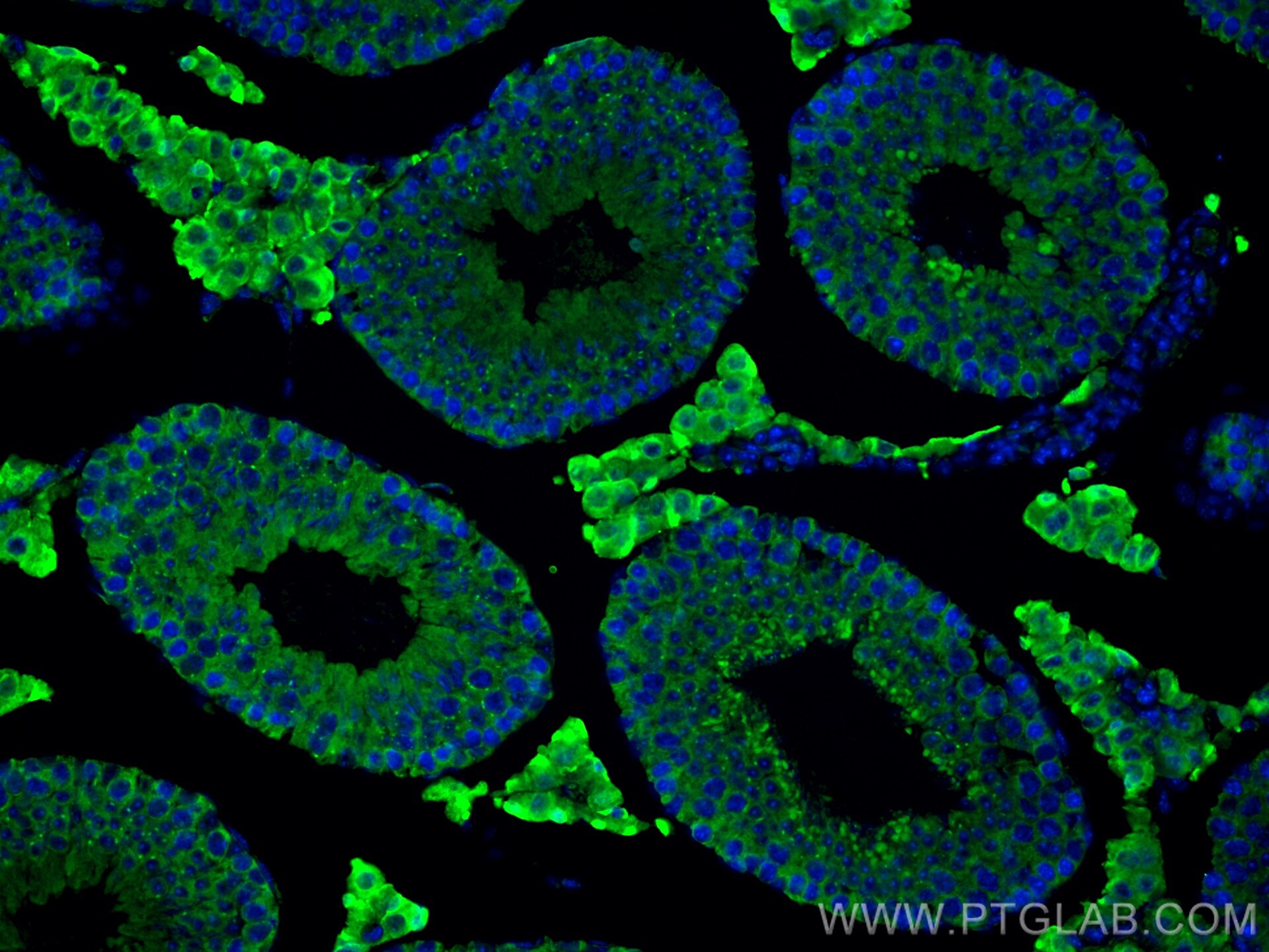 Immunofluorescence (IF) / fluorescent staining of mouse testis tissue using SHBG Polyclonal antibody (18200-1-AP)